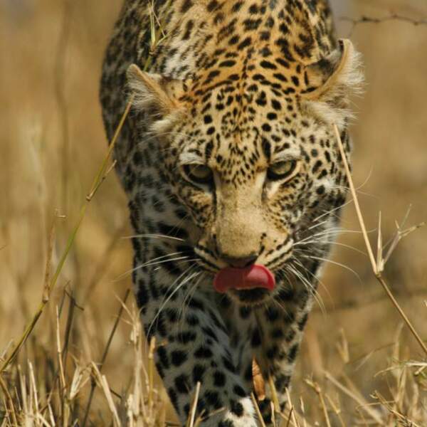 Mosambik Kruger Nationalpark Elefanten Safari